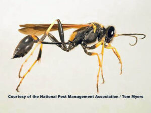 Do Not Disturb | Stinging Insect Education | Stinging Insects