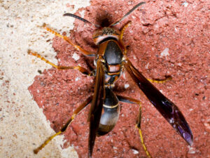 Do Not Disturb | Stinging Insect Education | Stinging Insects