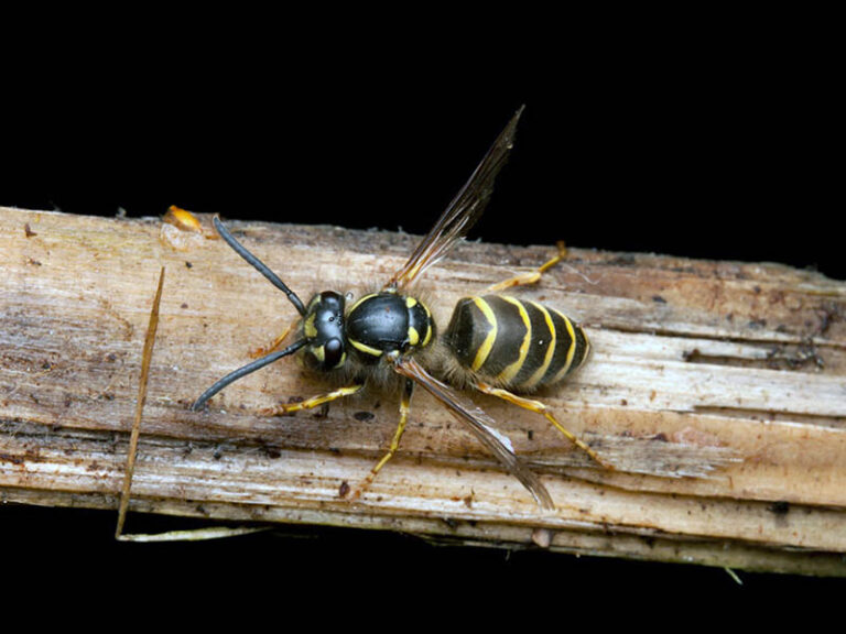 Do Not Disturb | Stinging Insect Education | Stinging Insects